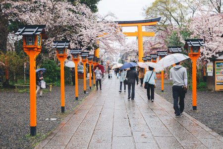 Kyoto, Japan - April 4, 2016 : Hirano Shrine cherry blossom festivalのeditorial素材