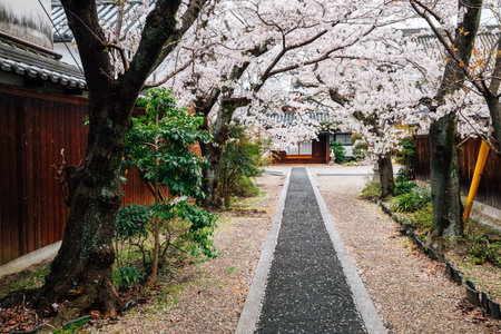 Old temple with cherry blossoms at Japanese old traditional town Imaicho in Nara, Japanのeditorial素材