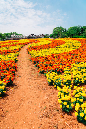 Nokonoshima island park Colorful flower field in Fukuoka, Japanのeditorial素材