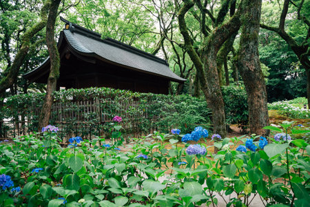 Hydrangea flower garden at Hakozakigu (Hakozaki Shrine) in Fukuoka, Japanのeditorial素材
