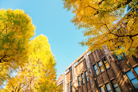 The University of Tokyo with autumn ginkgo tree in Tokyo, Japanのeditorial素材