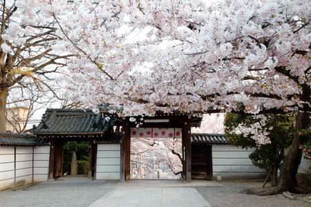 Domyoji Tenmangu Shrine spring cherry blossoms in Osaka, Japanのeditorial素材