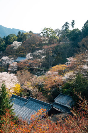 View of Hasedera temple at spring in Nara, japanのeditorial素材