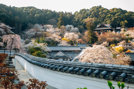Hasedera temple with cherry blossoms in Nara, Japanのeditorial素材
