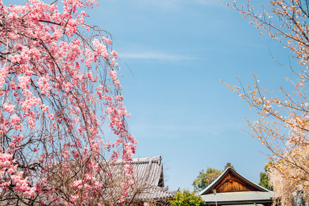 Yoshino mountain Sakuramotobou temple with spring cherry blossoms in Nara, Japanのeditorial素材
