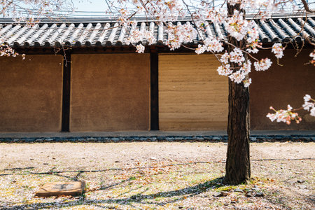 Traditional wall and cherry blossoms at Toji temple in Kyoto, Japanのeditorial素材