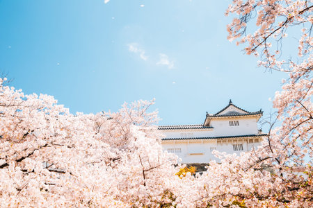 Himeji Castle with spring cherry blossoms in Japan