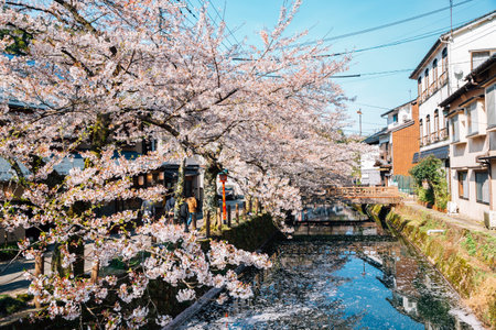 Kinosaki Onsen village with spring cherry blossoms in Hyogo, Japanのeditorial素材