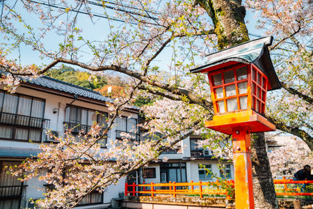 Japanese traditional lamp with spring cherry blossoms at Kinosaki Onsen village in Hyogo, Japanのeditorial素材