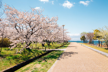 Nagahama Ho park and Lake Biwa with cherry blossoms in Shiga, Japanのeditorial素材