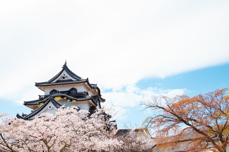 Hikone castle with spring cherry blossoms in Shiga, Japanのeditorial素材