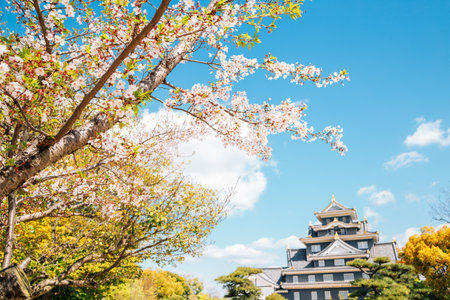 Okayama Castle with cherry blossoms at spring in Japanのeditorial素材