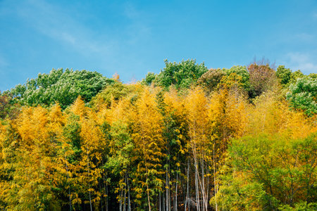 Countryside village mountain forest in Matsuyama, Japanのeditorial素材