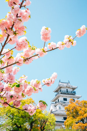 Imabari Castle at spring in Ehime, Shikoku, Japanのeditorial素材