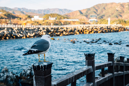 Jangho Port sea and seagull in Samcheok, Koreaのeditorial素材