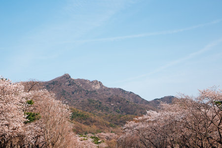 Cherry blossoms and mountain at Seoul grand park in Gwacheon, Koreaのeditorial素材