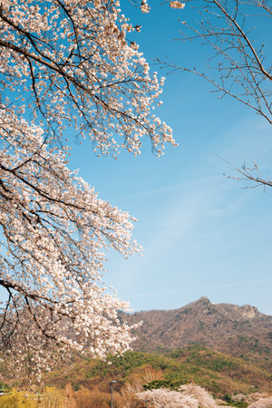Cherry blossoms and mountain at Seoul grand park in Gwacheon, Koreaのeditorial素材