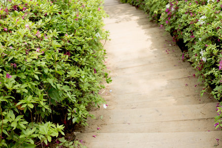 wooden stairs and royal azalea tree - Gunpo Flower Festival in Korea