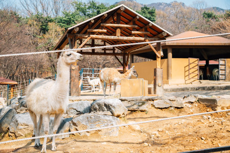 Llama at Seoul grand park zoo in Gwacheon, Koreaのeditorial素材