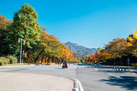 Autumn maple tree street in Seoul grand park, Koreaのeditorial素材