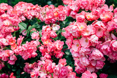 Pink rose wall at Ilsan Lake Park in Goyang, Koreaのeditorial素材