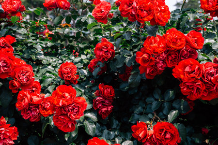 Red rose wall at Ilsan Lake Park in Goyang, Koreaのeditorial素材