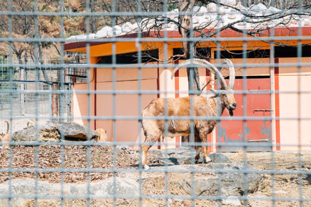 Goral at Seoul grand park zoo in Gwacheon, Koreaのeditorial素材