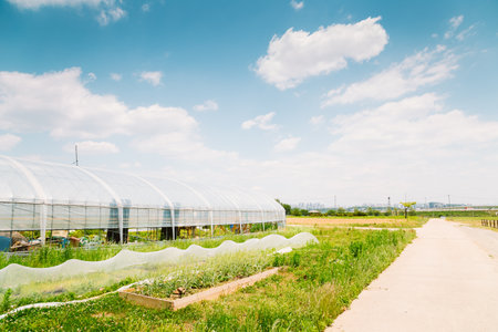 Rural landscape with greenhouse at spring day in Koreaのeditorial素材