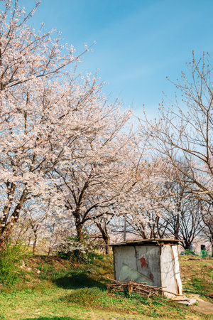 Hwanggujicheon riverside park cherry blossoms festival in Suwon, Koreaのeditorial素材