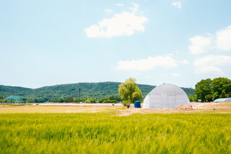 Barley field with greenhouse at spring day in Koreaのeditorial素材