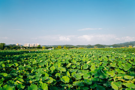 Summer of Gwangokji Siheung Lotus Flower Theme Park in Siheung, Korea