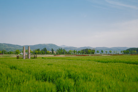 Green barley field at Hwangnyongsa Temple Site in Gyeongju, Koreaのeditorial素材