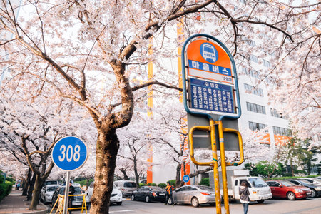 Busan, Korea - April 2, 2016 : Namcheon-dong cherry blossoms roadのeditorial素材