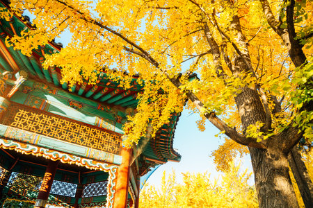 Autumn ginkgo trees and Korean traditional pavilion at Children's Grand Park in Seoul, Koreaのeditorial素材