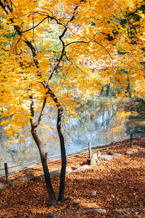 Autumn maple and leaves with pond at Changgyeonggung Palace in Seoul, Koreaのeditorial素材