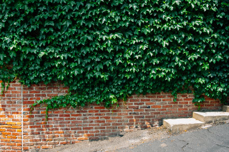 Green ivy covered brown brick wallのeditorial素材