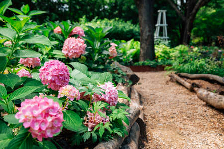 Hydrangea flower field at Seoul forest park in Koreaのeditorial素材