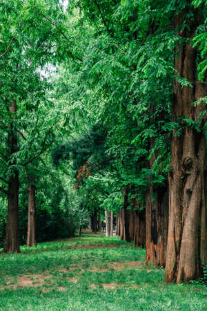 Green trees at Seoul forest park in Koreaのeditorial素材