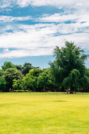 Grass field with green trees at Seoul forest park in Koreaのeditorial素材