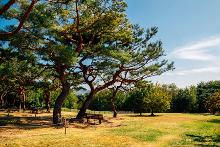 Green forest at park in Seoul, Korea