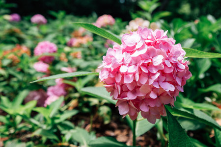 Hydrangea flower field at Seoul forest park in Koreaのeditorial素材