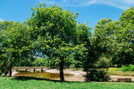 Seoul forest park at summer in Koreaのeditorial素材