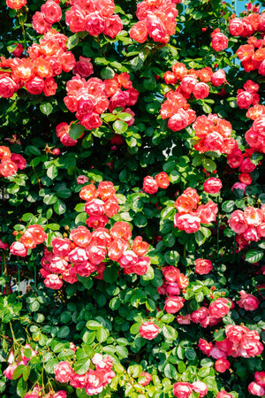 Pink rose wall background at Jungnangcheon Stream park Seoul Rose Festival in Seoul, Koreaのeditorial素材