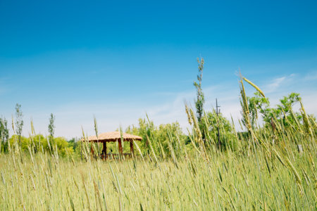 Green barley field and Wondumak Korean traditional pavilion at Han river park in Seoul, Koreaのeditorial素材