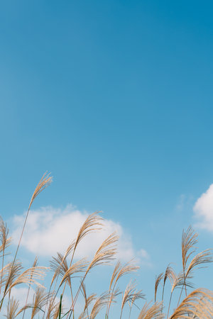 Autumn reed at Banpo Han river park in Seoul, Koreaのeditorial素材