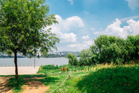 Summer of Yeouido Hangang River Park in Seoul, Koreaのeditorial素材