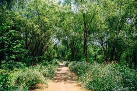 Forest road at Yeouido Saetgang Eco Park in Seoul, Koreaのeditorial素材