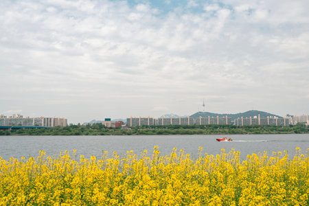 Yellow rape flower field and city view at Banpo Han river park Seorae island in Seoul, Korea