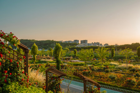 Seoul, Korea - June 1, 2022 : Anyangcheon stream park rose garden at sunsetのeditorial素材