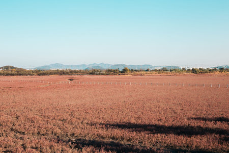 Autumn reed field at Sorae ecology wetland park in Incheon, Korea